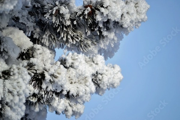 Obraz Snow decoration