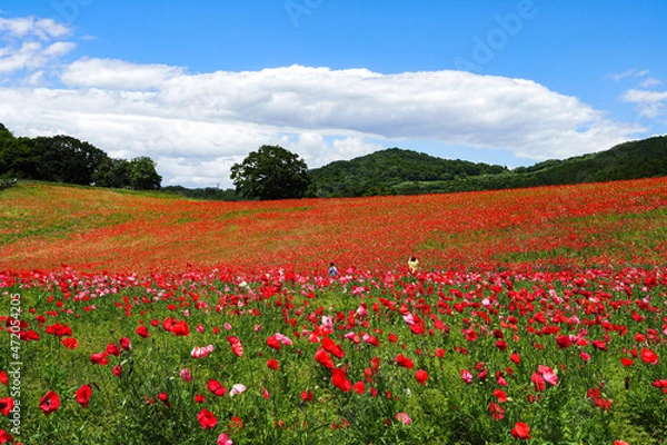 Obraz 高原のポピー