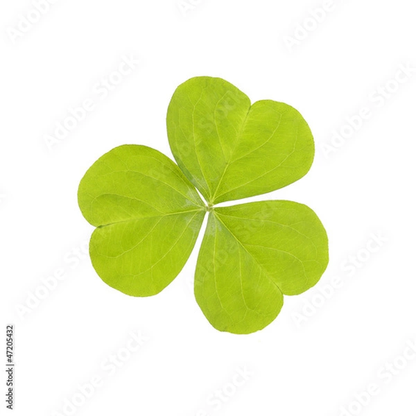 Fototapeta Three Leaf Clover