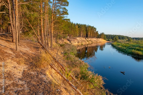 Fototapeta steep river bank with pine forest at sunset 
