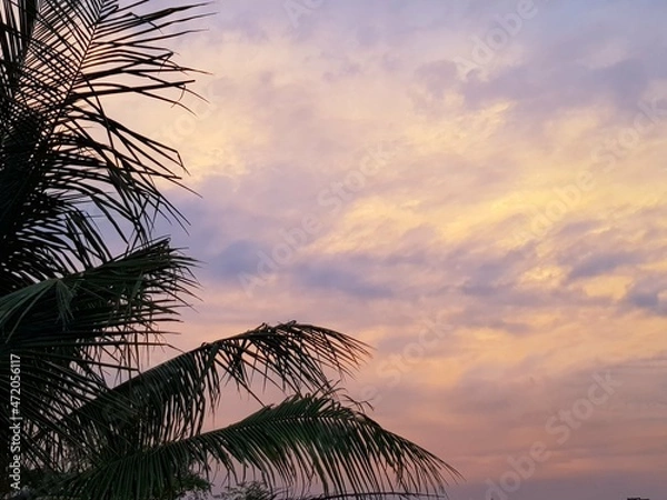 Obraz Palm trees at sunset