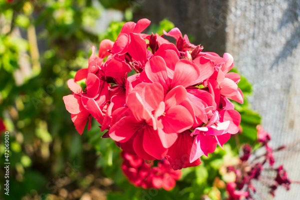 Fototapeta Beautiful and colorful early spring flowers 