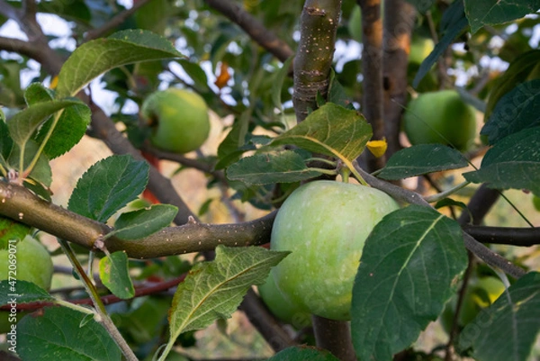 Fototapeta Green apples on tree branches with green leaves