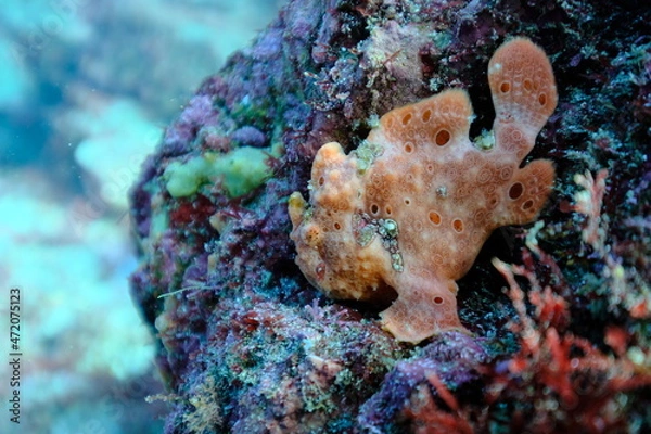 Obraz カエルアンコウ