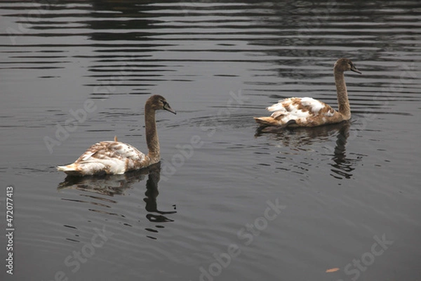 Obraz Junge Höckerschwäne im Oktober