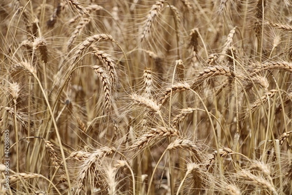 Obraz golden wheat field