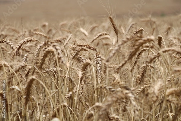 Obraz golden wheat field