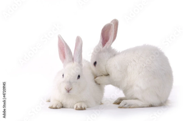 Fototapeta Cute Rabbit