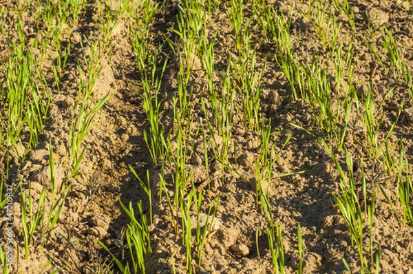 Obraz Small wheat plant