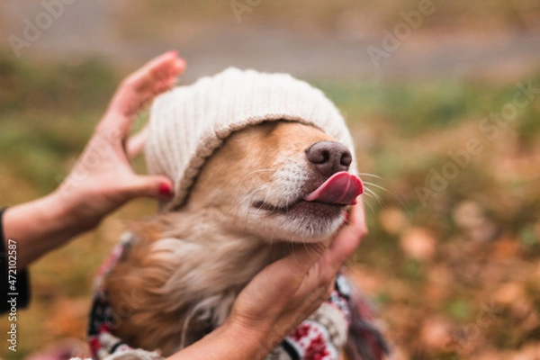 Fototapeta cute happy dog in warm christmas scarf