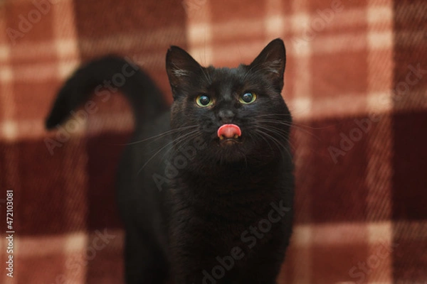 Obraz portrait oh the cutest cat