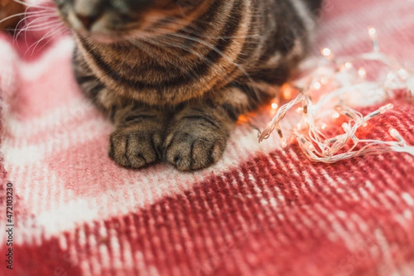 Fototapeta cute cat with christmas decoration and lights