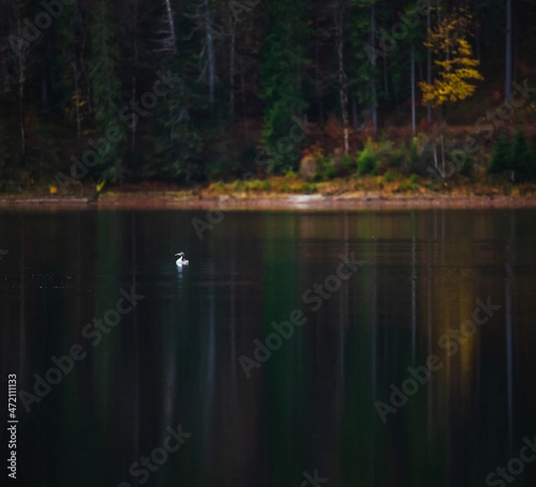 Fototapeta lake in the forest