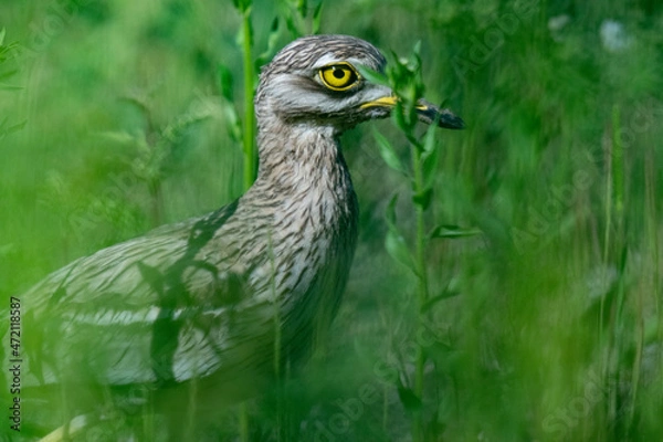 Obraz The stone-curlew (Burhinus oedicnemus)