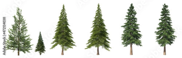 Obraz Coniferous trees on an isolated background. Spruce.