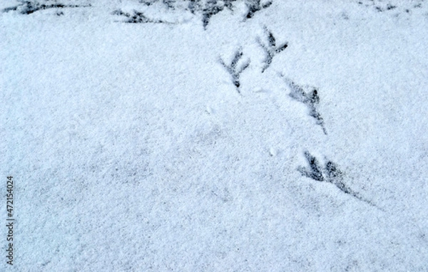 Obraz footprints in snow