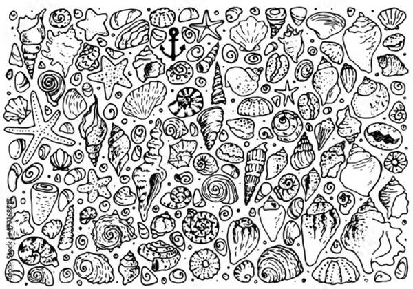 Fototapeta A set of shell doodles, starfish and sea urchin shells. Doodle-style marine large collection of shell stones of various shapes, isolated black outline on white for a summer design template