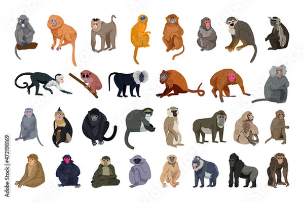 Obraz Vector collection of monkeys in a detailed style.