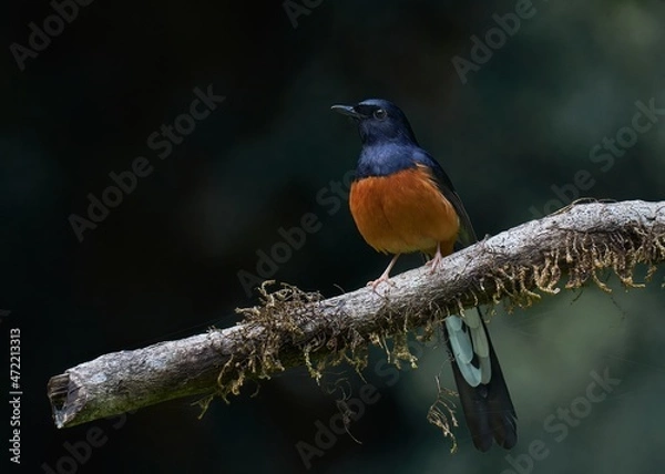 Fototapeta  portrait of a White-rumped Shama bird perched on a tree 