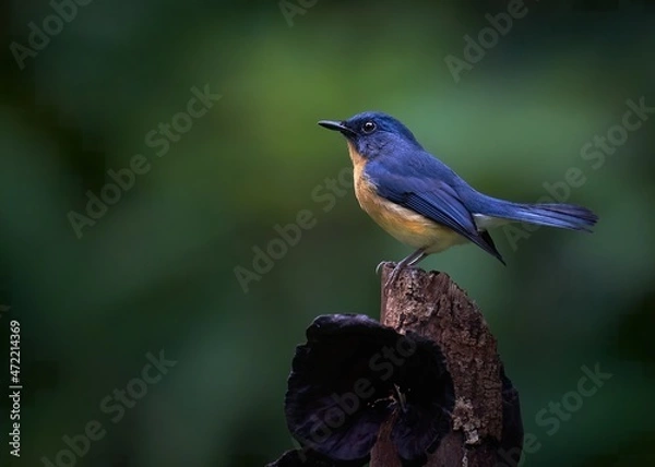Fototapeta Portrait of a Tickell's Blue Flycatcher posing 