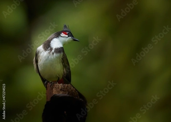 Fototapeta portrait of a red-whiskered bulbul with bokeh background 