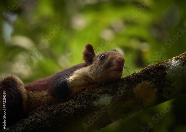 Fototapeta Close up of a Giant Indian squirrel on a tree 