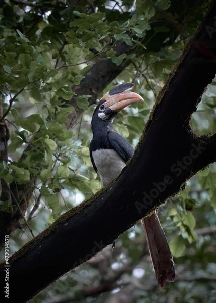 Fototapeta Malabar pied hornbill perched on a tree in a forest 