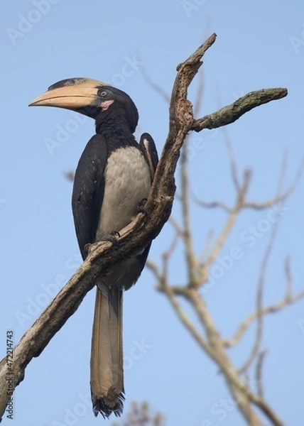 Fototapeta Close up of a Malabar pied hornbill perched on a tree in a forest 
