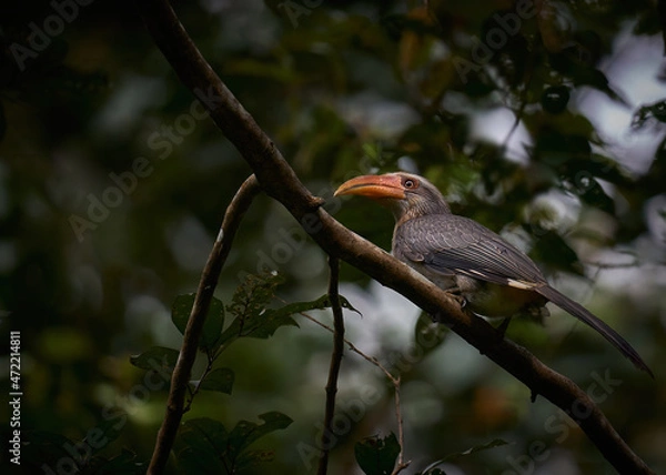Fototapeta Grey Hornbill perched in tree in a dense forest 