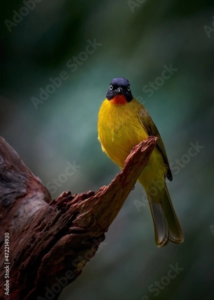 Fototapeta Portrait of a Flame-throated bulbul on a perch 