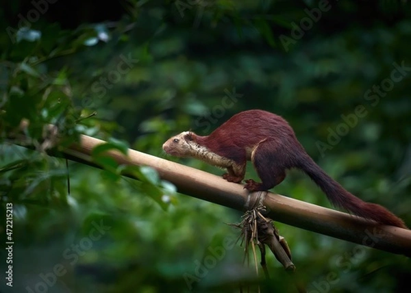 Fototapeta Portrait of Indian giant squirrel in middle of a dense forest 