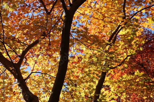 Fototapeta 奈良のカラフルな紅葉