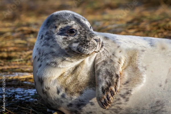 Obraz Grey Seal Pup