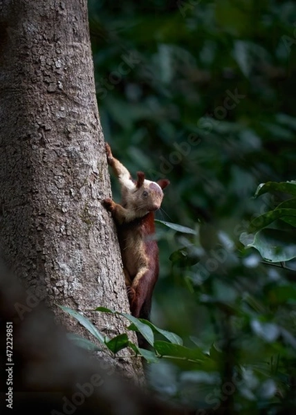 Fototapeta Giant Indian Squirrel posing next to a tree