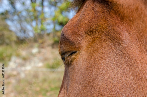 Obraz horse on a meadow in Praglia plateau in Liguria in Italy