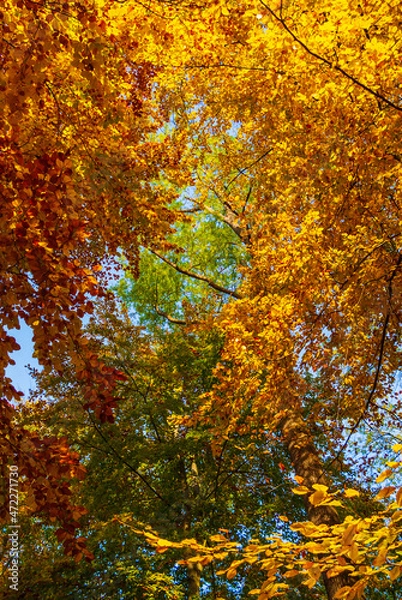 Obraz Baumkronen mit bunten Herbstblättern