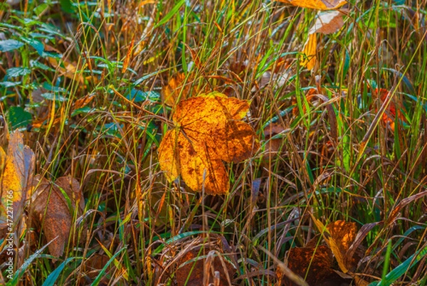 Obraz Nahaufnahme eines gefallenen Herbstblattes