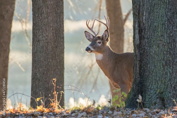 Fototapeta white tailed deer in rut