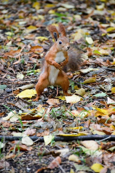 Obraz squirrel and autumn
