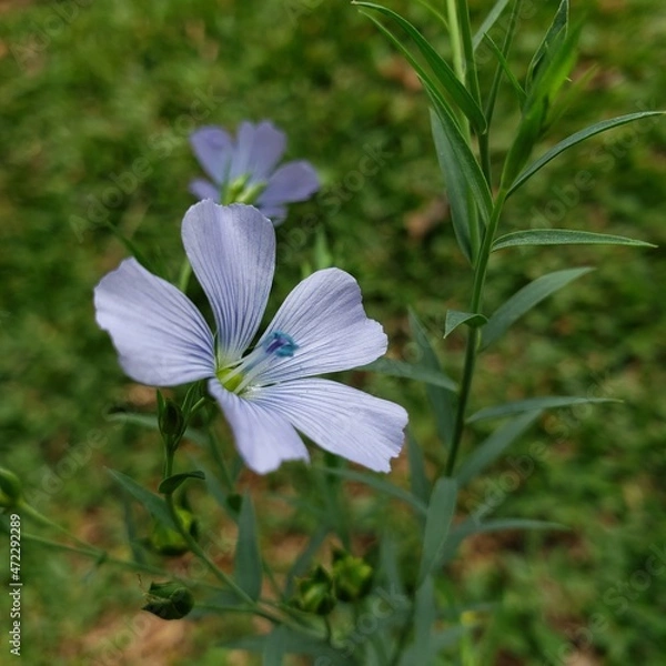 Obraz Small blue wildflower close up with smooth background. Malpighiales, Linaceae. Linum bienne.