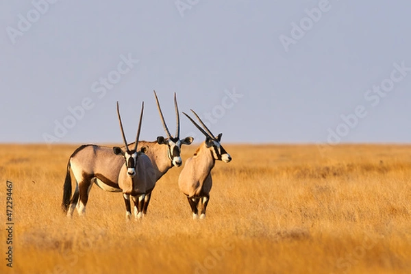 Obraz Three beautiful oryxes in Namibia.