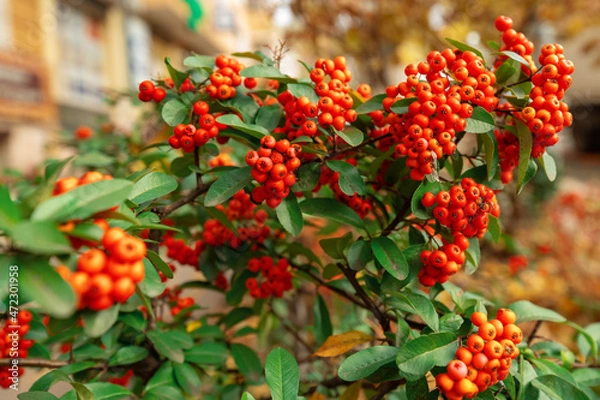 Fototapeta Red rowan on a bush with green leaves in the autumn city