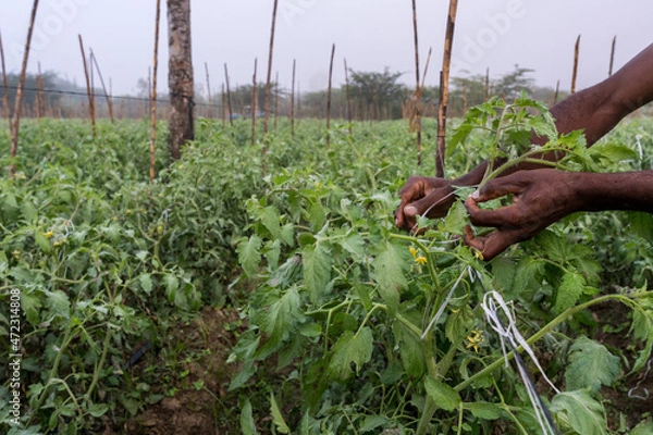 Fototapeta Dramatic image of haitian farm workers hands tying up tomato vines in a farm high in the Caribbean mountains of the Dominican Republic, in early morning.
