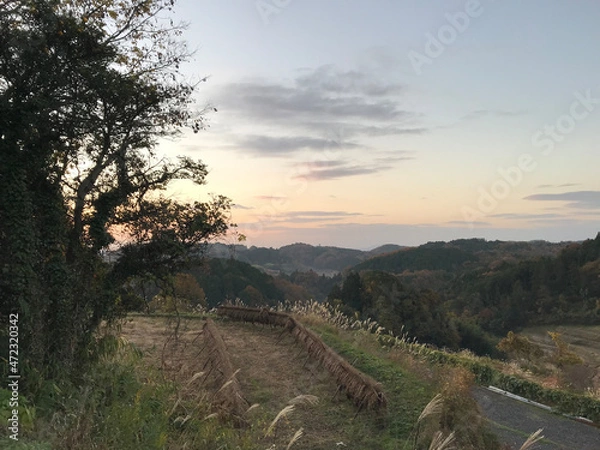 Obraz 大豆のハザ掛け