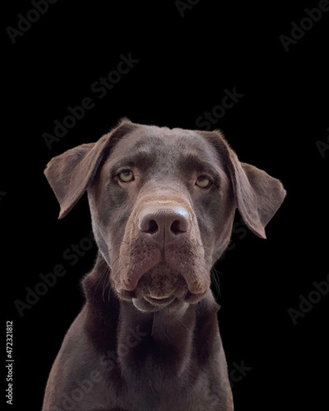 Fototapeta my chocolate lab