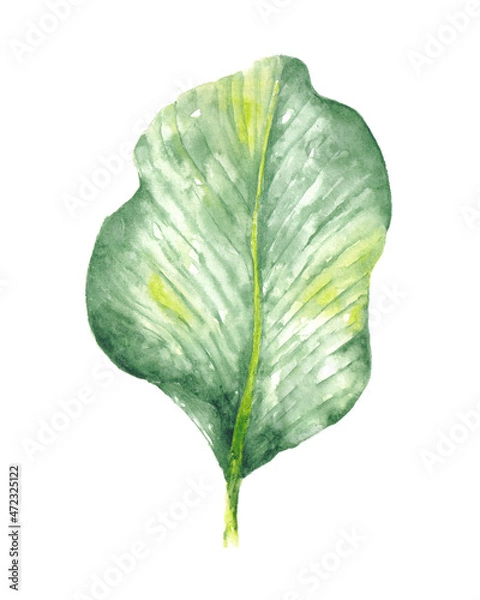 Fototapeta a tropical leaf illustration painted in watercolor style. a jungle leaf pattern isolated on white for a decorative element. a collection of plant drawings.