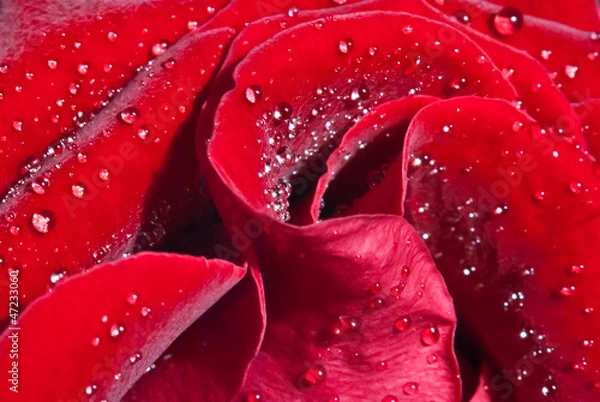 Obraz Rose 1