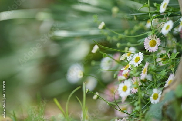Fototapeta エリゲロン1