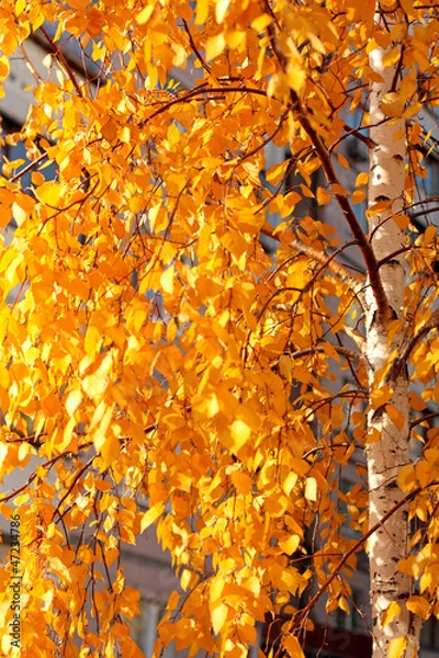 Obraz Golden leaves