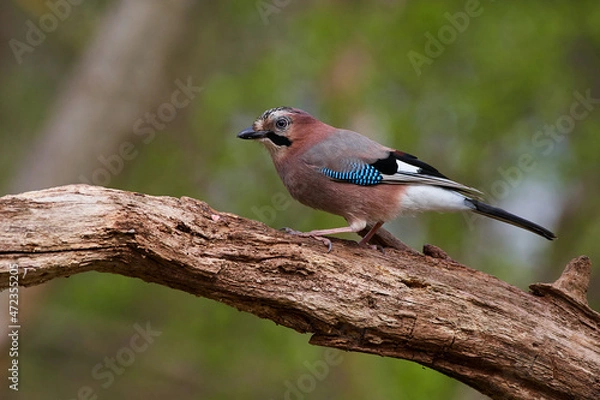 Fototapeta Eurasian jay ,,Garrulus glandarius,, in wild danubian forest, Slovakia, Europe